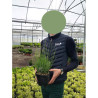 LAVANDULA HEAVENLY BLUE En pot de 2-3 litres