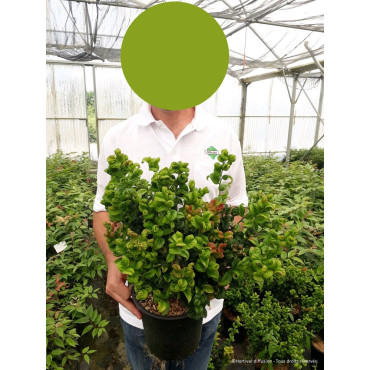 LEUCOTHOE axillaris CURLY RED En pot de 4-5 litres