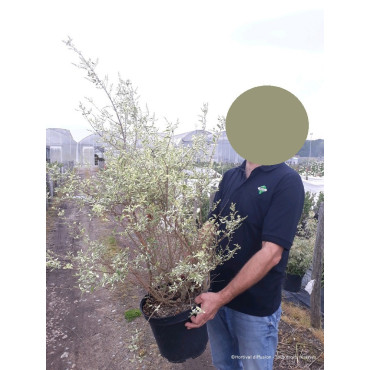 LIGUSTRUM ibota MUSLI En pot de 10-12 litres