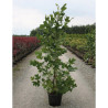 LIRIODENDRON tulipifera En pot de 15-20 litres forme baliveau