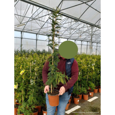 ACACIA dealbata En pot de 5-7 litres