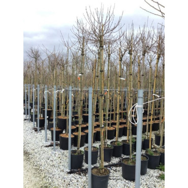 ACER campestre NANUM En pot de 25-30 litres tige hauteur du tronc 180-200 cm