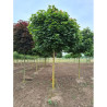 ACER platanoides GLOBOSUM