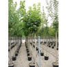 ACER platanoides GLOBOSUM En pot de 35-50 litres forme tige hauteur du tronc 180-200 cm