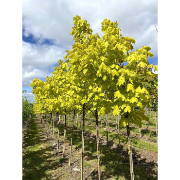 ACER platanoides PRINCETON GOLD