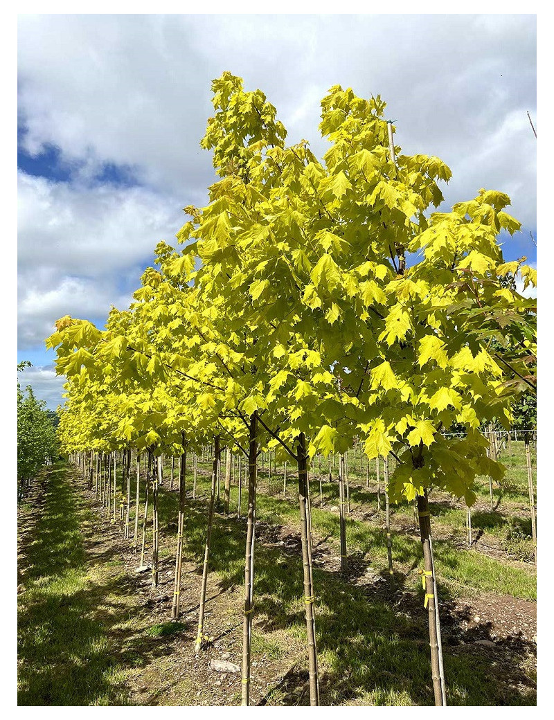 ACER platanoides PRINCETON GOLD