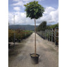 CATALPA bignonioides NANA En pot de 35-50 litres forme tige hauteur du tronc 180-200 cm