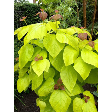 CATALPA bignonioides AUREA