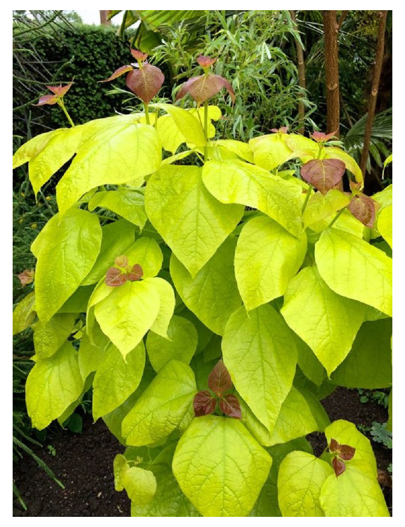 CATALPA bignonioides AUREA