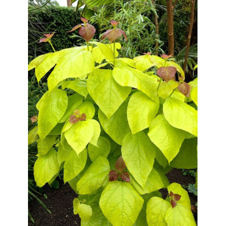 CATALPA bignonioides AUREA