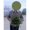 CEANOTHUS impressus PUGET BLUE En pot de 4-5 litres