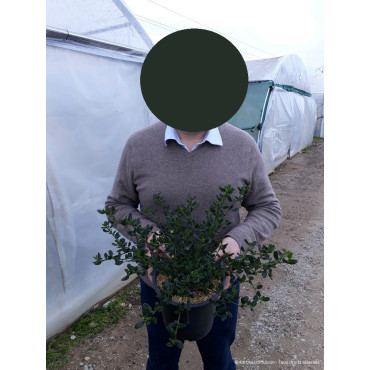 CEANOTHUS VICTORIA En pot de 4-5 litres