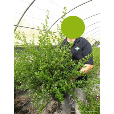 CEANOTHUS VICTORIA En pot de 10-12 litres