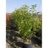 HALESIA carolina En pot de 25-30 litres