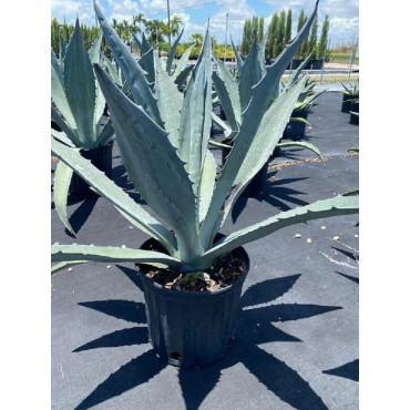 AGAVE americana En pot de 25-30 litres