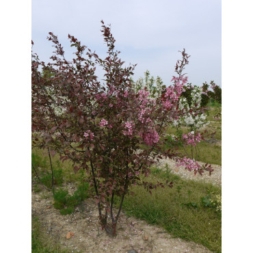 MALUS COCCINELLA Courtarou Motte forme cépée