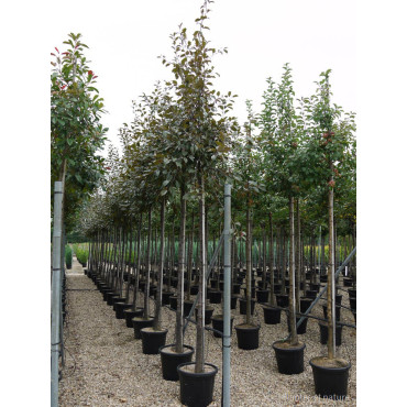 MALUS COCCINELLA Courtarou En pot 35-50 litres forme tige hauteur du tronc 180-200 cm