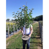 MALUS COMTESSE DE PARIS En pot de 10-12 litres forme gobelet