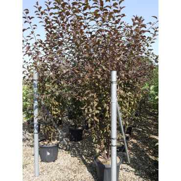 MALUS COCCINELLA Courtarou En pot de 25-30 litres