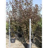 MALUS COCCINELLA Courtarou En pot de 25-30 litres