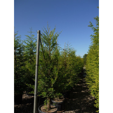 METASEQUOIA glyptostroboides En pot de 35-50 litres