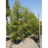 METASEQUOIA glyptostroboides En pot de 70-90 litres