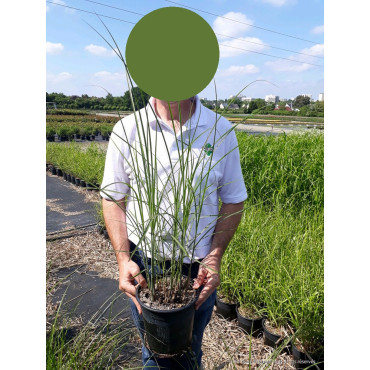 MISCANTHUS sinensis GRACILLIMUS En pot de 4-5 litres