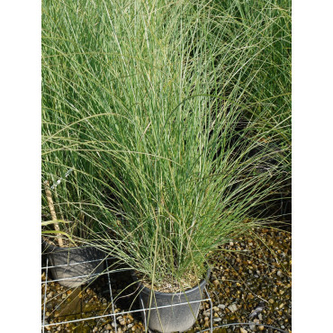 MISCANTHUS sinensis GRACILLIMUS En pot de 10-12 litres