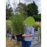 MISCANTHUS sinensis GRAZIELLA En pot de 10-12 litres