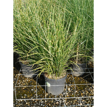 MISCANTHUS sinensis ZEBRINUS En pot de 10-12 litres