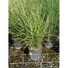 MISCANTHUS sinensis ZEBRINUS En pot de 10-12 litres