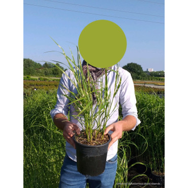 MISCANTHUS sinensis ZEBRINUS En pot de 4-5 litres