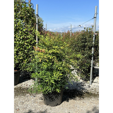 NANDINA domestica En pot de 35-50 litres