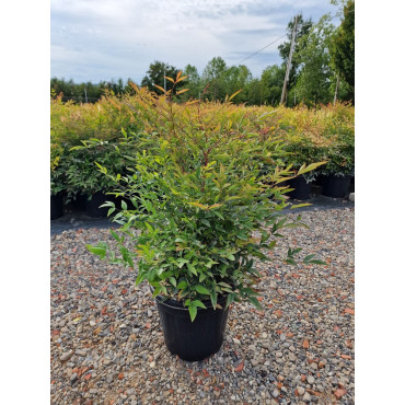 NANDINA domestica En pot de 10-12 litres