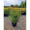 NANDINA domestica En pot de 10-12 litres