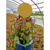 NANDINA domestica BLUSH PINK En pot de 4-5 litres