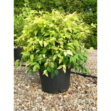 NANDINA domestica FIRE POWER En pot de 15-20 litres