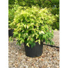 NANDINA domestica FIRE POWER En pot de 15-20 litres