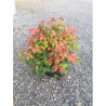 NANDINA domestica FIRE POWER En pot de 4-5 litres