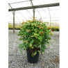 NANDINA domestica FIRE POWER En pot de 10-12 litres