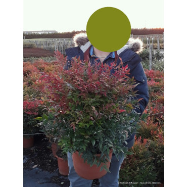 NANDINA domestica GULF STREAM En pot de 10-12 litres