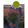 NANDINA domestica GULF STREAM En pot de 10-12 litres