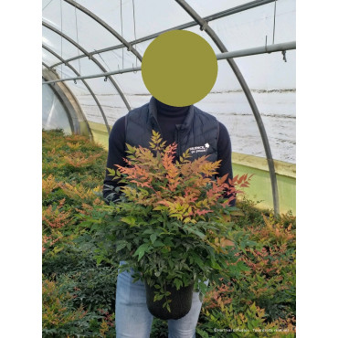 NANDINA domestica GULF STREAM En pot de 4-5 litres