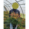 NANDINA domestica GULF STREAM En pot de 4-5 litres