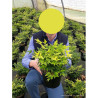 NANDINA domestica MAGICAL LEMON-LIME En pot de 4-5 litres