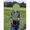 PANICUM virgatum PRAIRIE SKY En pot de 4-5 litres