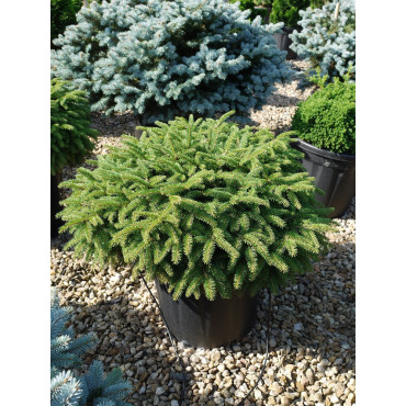 PICEA abies NIDIFORMIS En pot de 25-30 litres