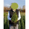 PICEA glauca CONICA En pot de 4-5 litres