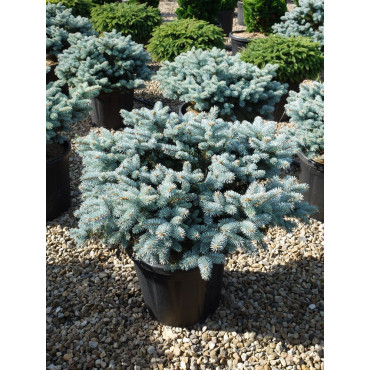 PICEA pungens GLAUCA GLOBOSA En pot de 25-30 litres