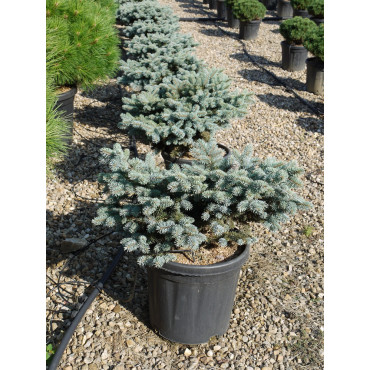 PICEA pungens GLAUCA GLOBOSA En pot de 15-20 litres